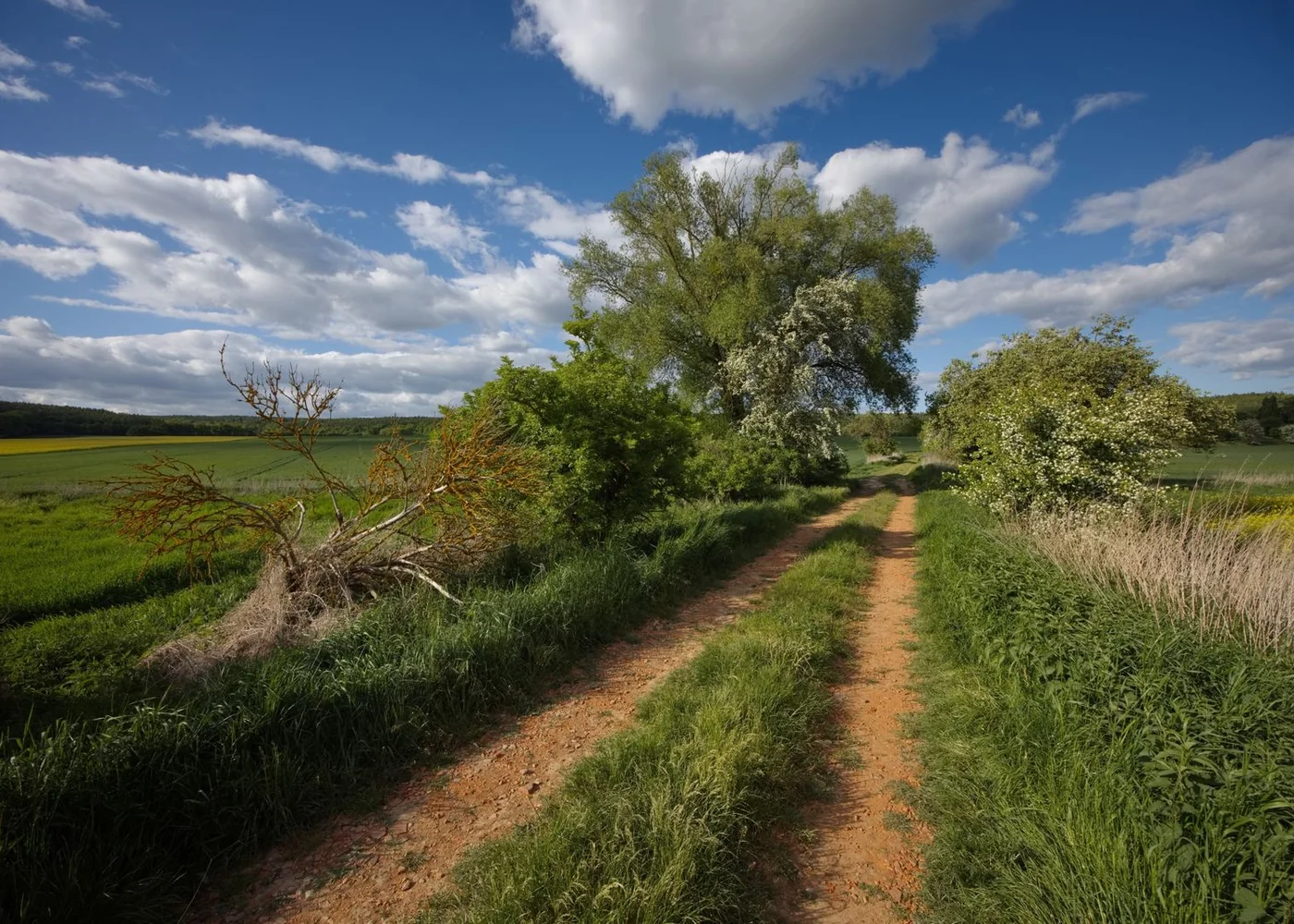A grassy path beside a hedgerow in open countryside.