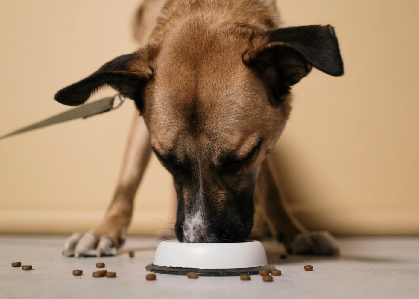 A dog eating from a bowl on the floor.