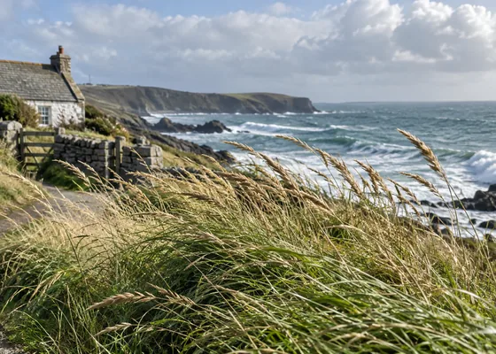 Wind-blown coastal grasses with sea in the background.