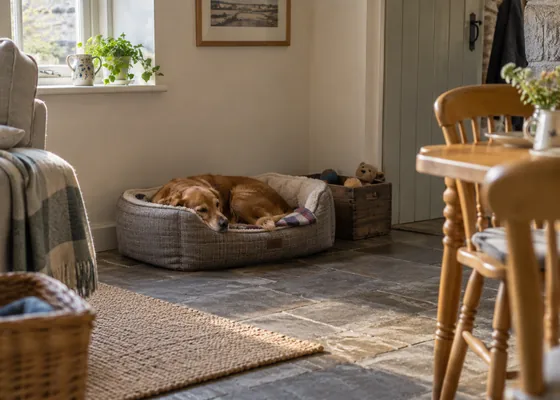 Dog bed in a quiet corner away from dining chairs.