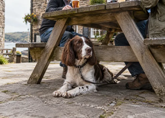 Dog beneath an outdoor pub table.